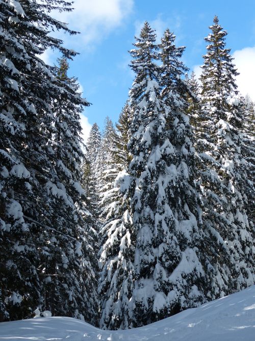 Free A scenic view of tall snow-covered fir trees under a bright blue sky in winter. Stock Photo