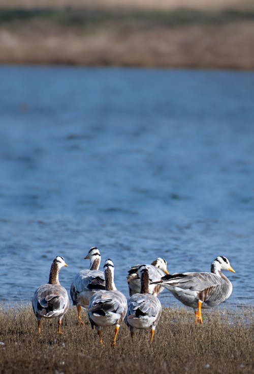 Gratis stockfoto met anser indicus, aviaire, bar-headed gans