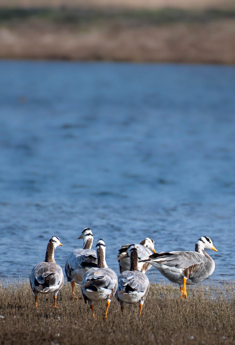 Flock Of Geese On River Shore