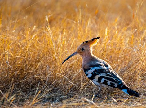 Side view of hoopoe bird with striped black and white plumage of wings and tail in grass