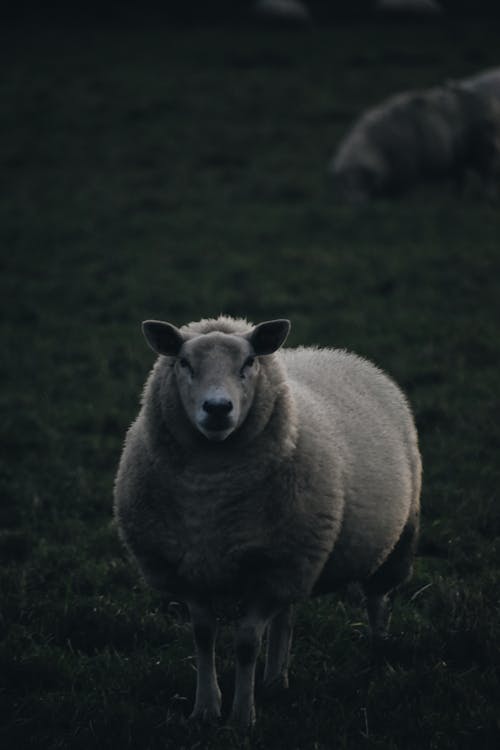 Sheep Standing in the Grass