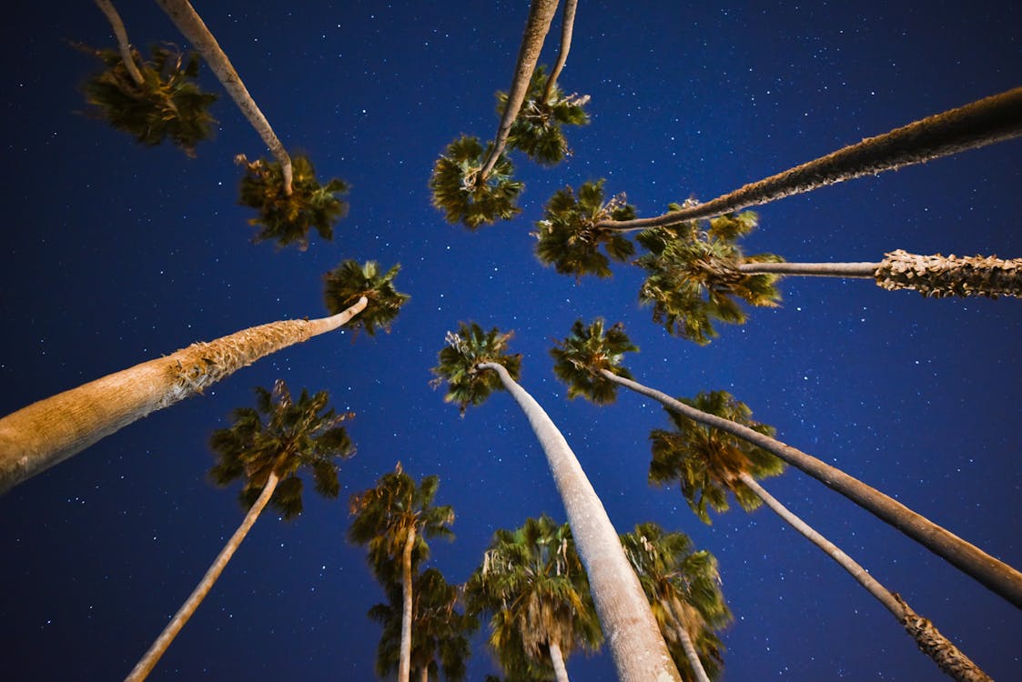 無料 ヤシの木, ローアングル写真, 夜の無料の写真素材 写真素材