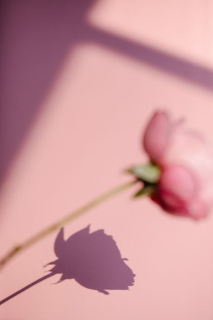 High angle of blooming flower on thin stem scattering shadow on pink background