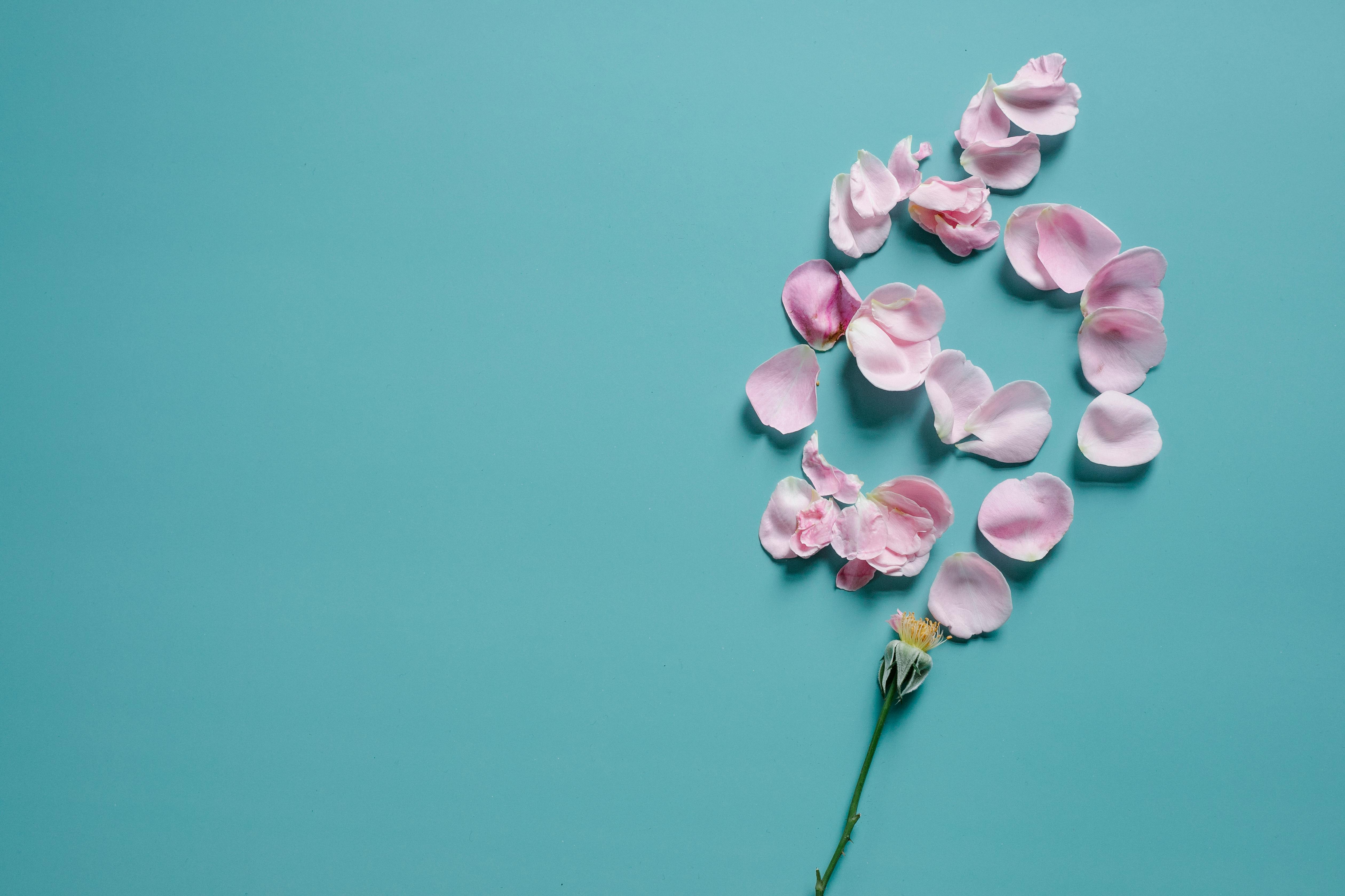 gentle petals scattered on bright surface near stem