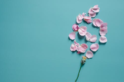 Top view of delicate petals of flower scattered under stem on blue background