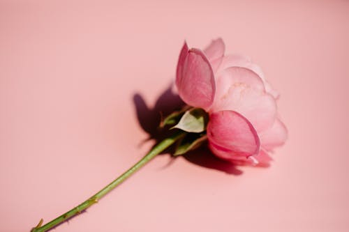Pink rose with thin stem on bright surface