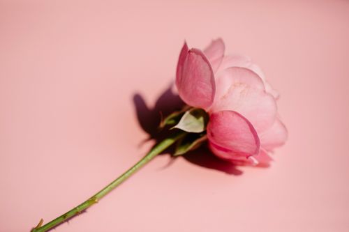 Free High angle of fresh blooming flower on stem casting shadow on pink background Stock Photo