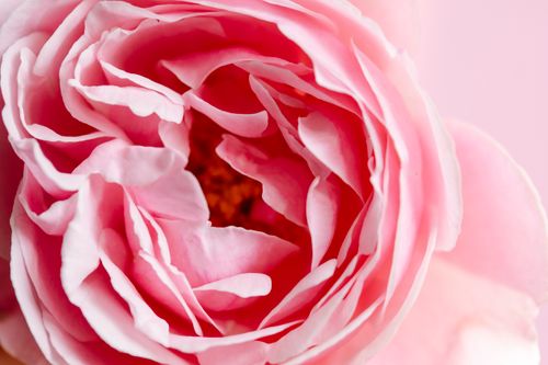 Free Delicate pink rose petals captured in a vibrant macro shot. Stock Photo