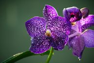 Purple Moth Orchid in Bloom
