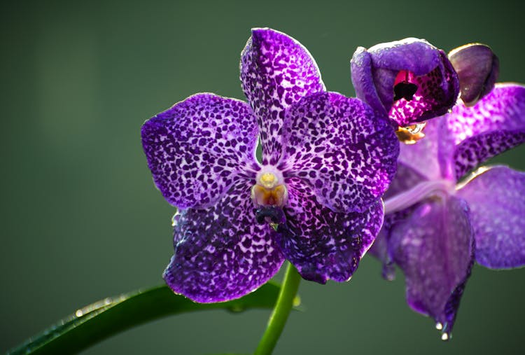 Blue Vanda Orchid In Bloom