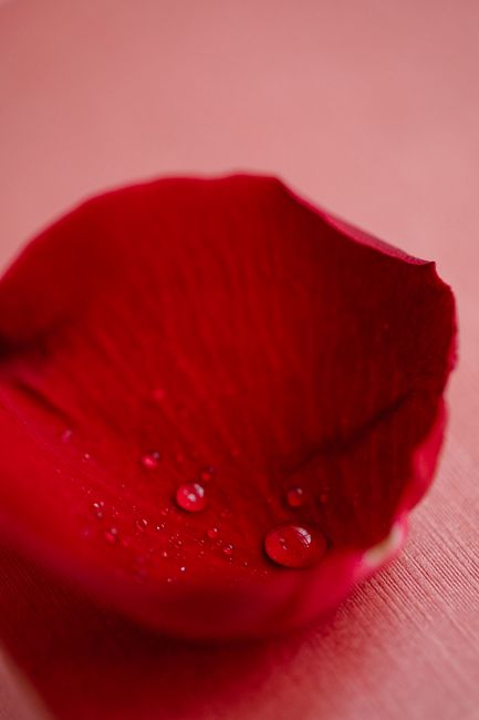 From above closeup of tender soft petal of fresh red rose with water drops placed on pink background