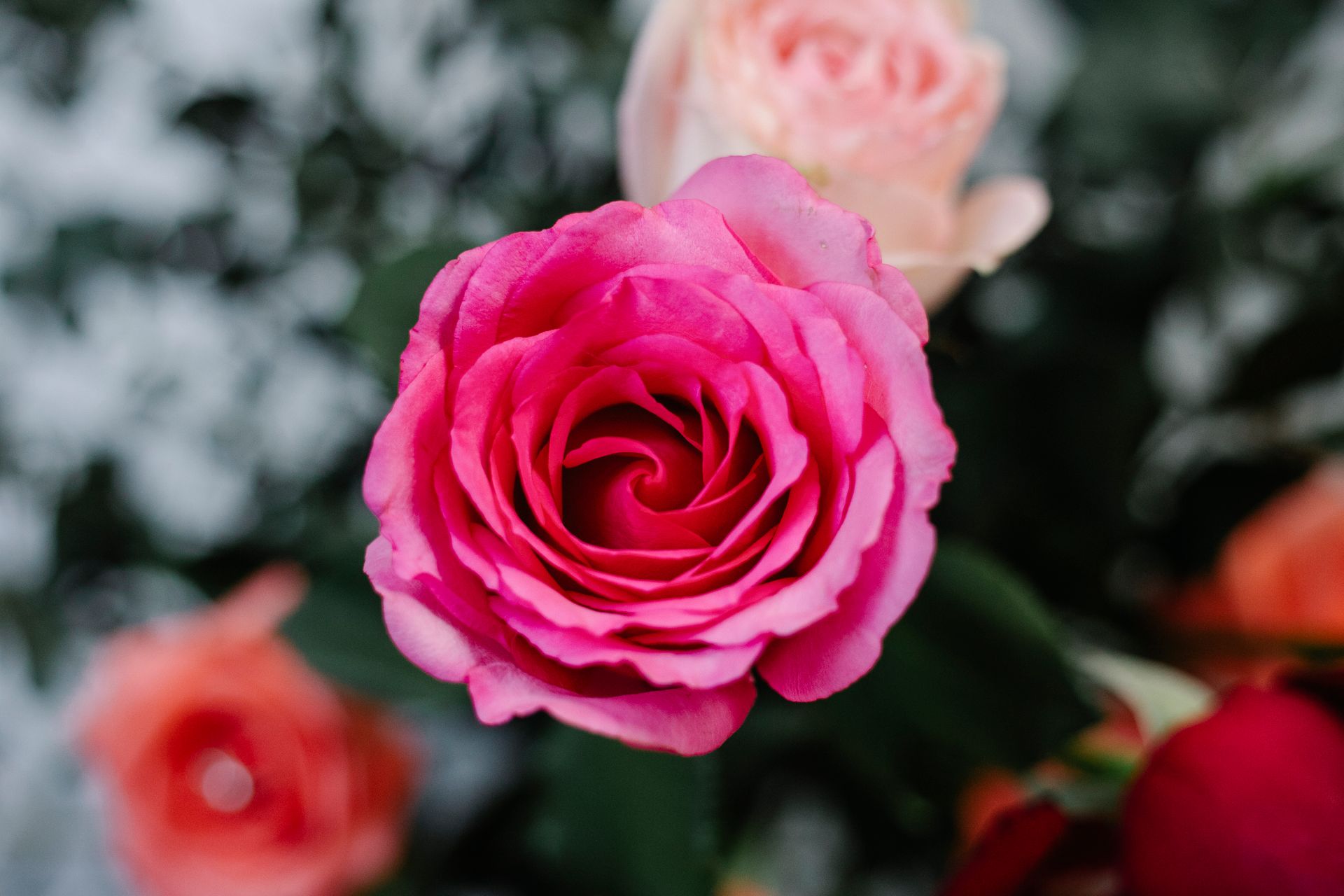 Top view of blooming rose bud with pink petals growing on shrub with colorful flowers in garden on blurred background