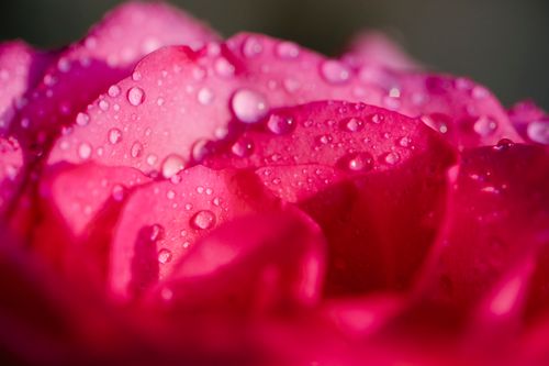 Free Macro of vivid red flower covered with transparent drops of dew in bright sunlight on blurred background during blooming season Stock Photo