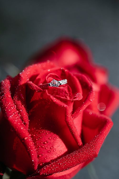 Closeup of wedding ring placed on tender petals of blooming rose on blurred background during engagement celebration in light room