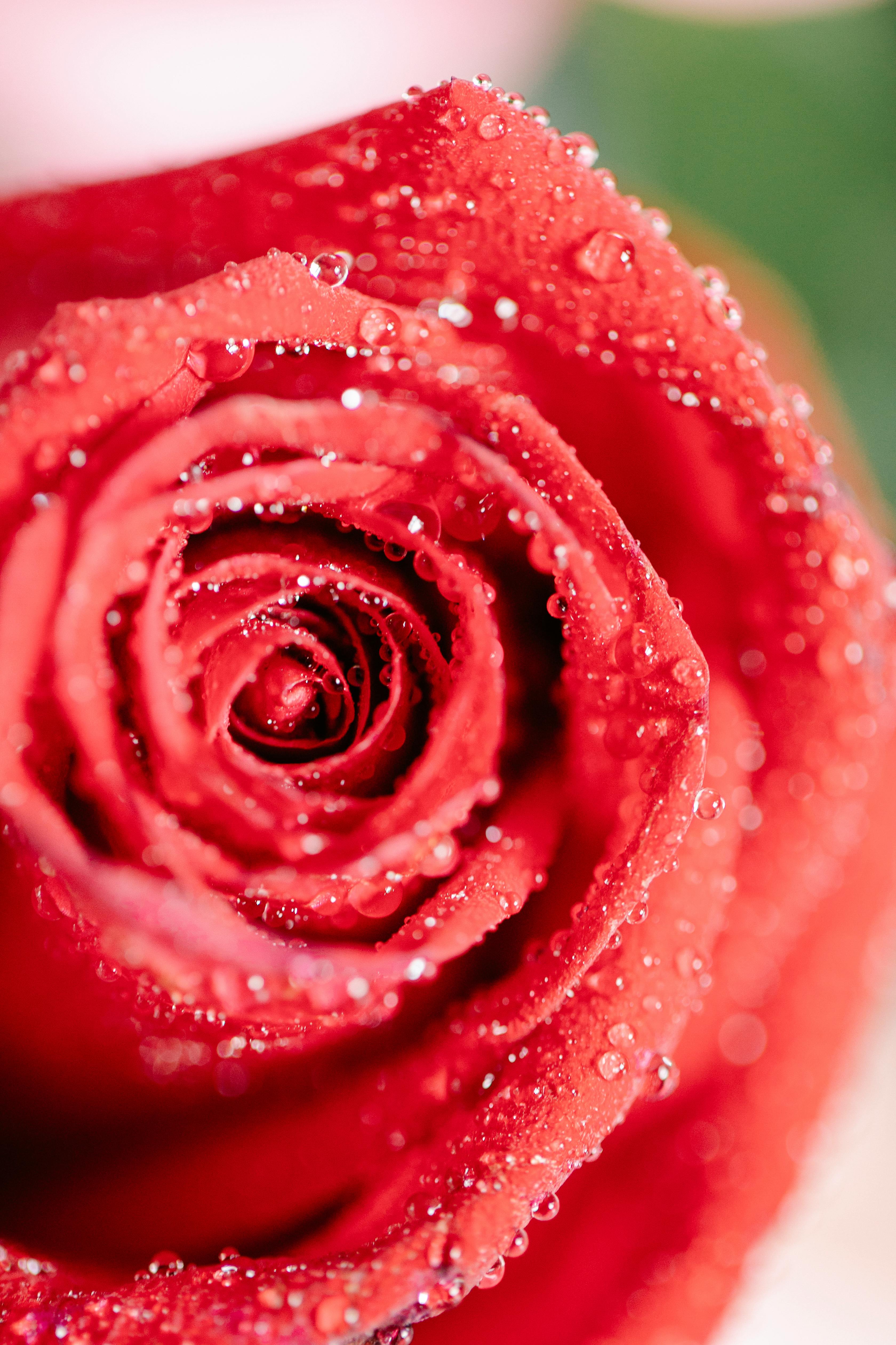 What is the best liquid to tenderize meat?