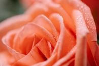 Closeup of blossoming orange flower with small water drips on delicate wavy petals on blurred background