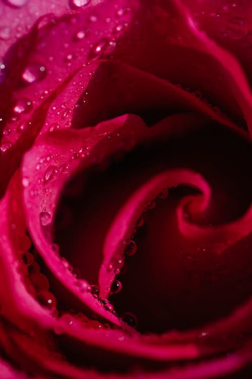 Blossoming rose bud with dew on gentle petals