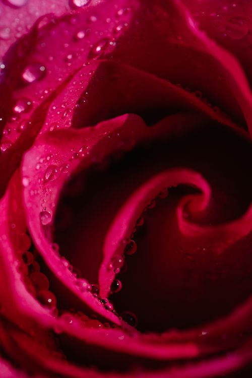 Free From above closeup of blooming red flower with wavy petals and pure aqua drops Stock Photo