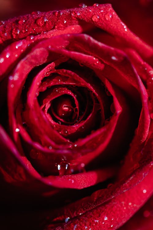 Безкоштовне стокове фото на тему «rosaceae, rosales, аромат»
