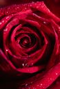 Blooming red rose with pleasant aroma and dew