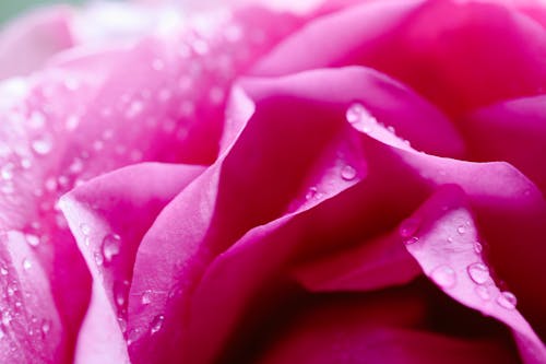 Blooming rose with wavy petals and dew