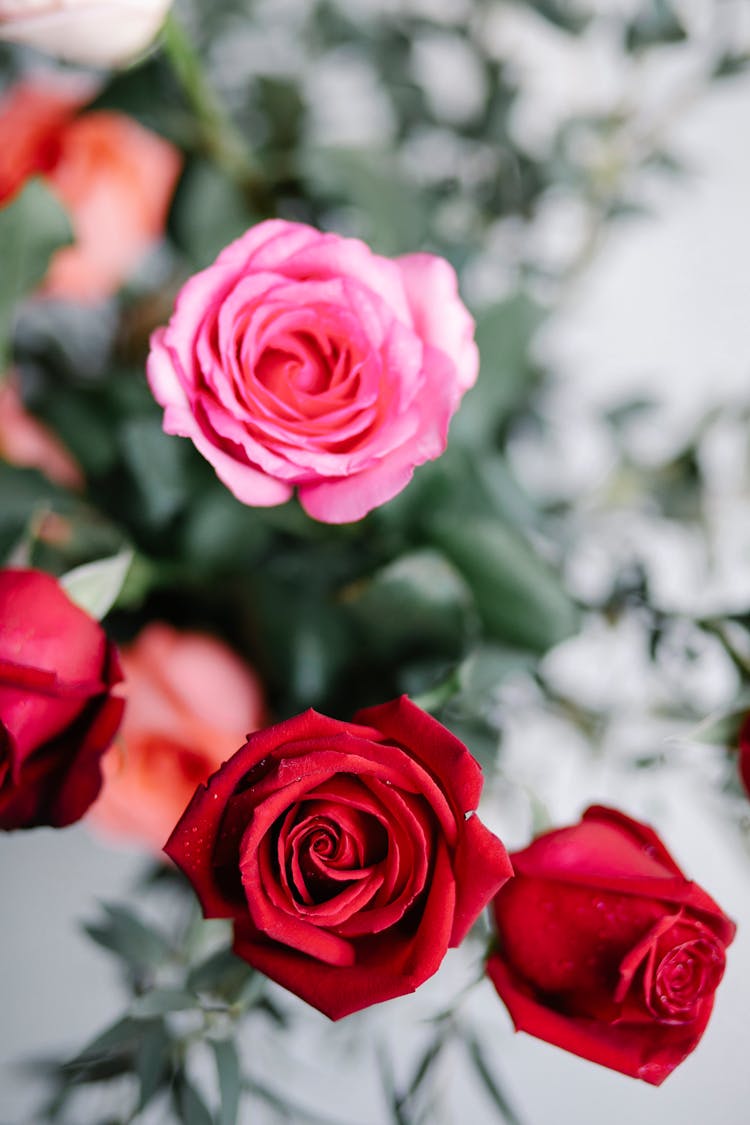 Blooming Rose Bouquet With Shiny Tender Petals