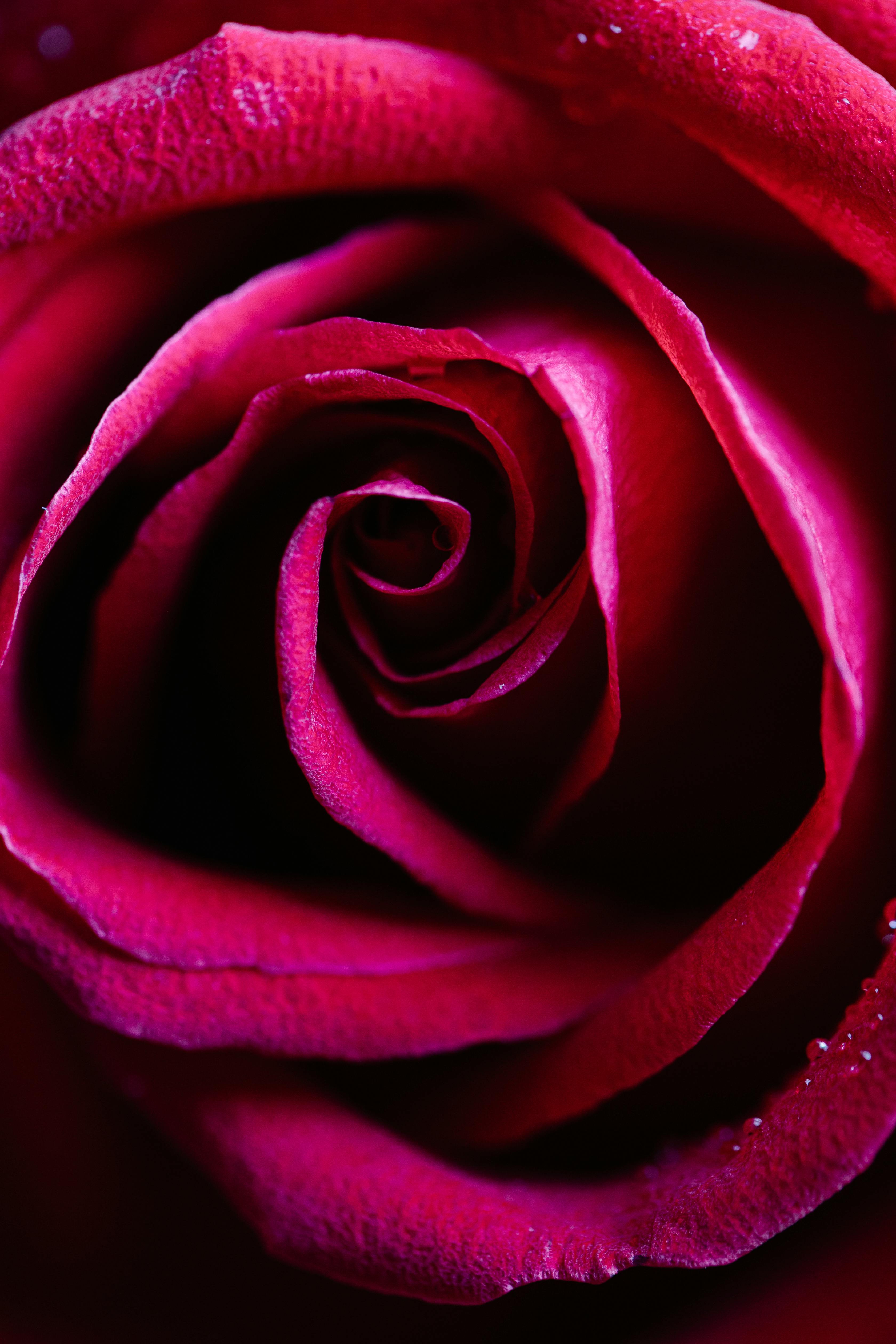 Top view macro of vivid rose bud with small clear drops of dew on tender red petals during blooming season