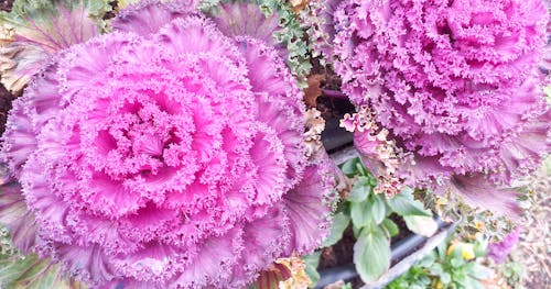 Gratis stockfoto met brassica oleracea