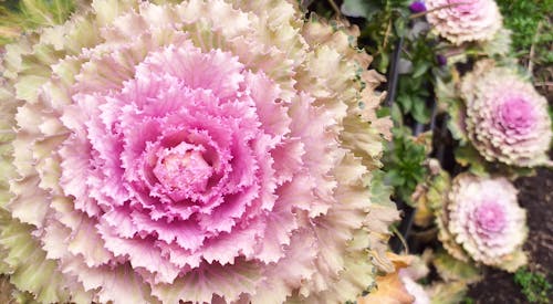 Gratis stockfoto met brassica oleracea