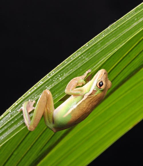 Brown Green and White Frog