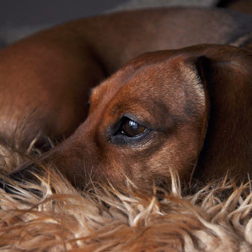 Free Brown Short Coated Dog Lying on Brown Textile Stock Photo