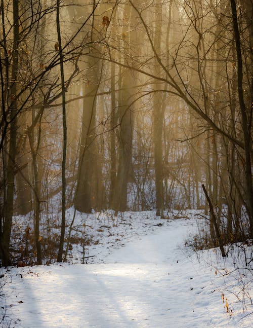 Gratis stockfoto met Bos, bossen, kou