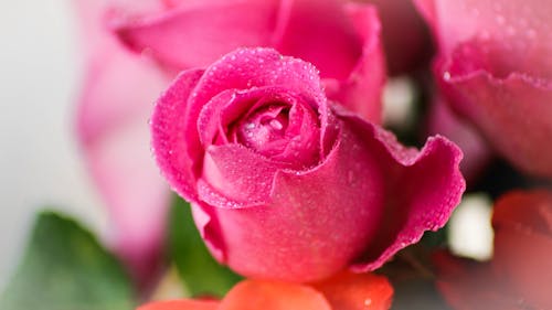 Beautiful Red Rose in Close Up Photography