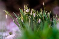 A Close-Up Shot of Snowdrop Flowers