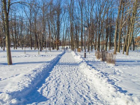 A serene snowy path through a forest under clear blue skies, perfect for a winter walk.