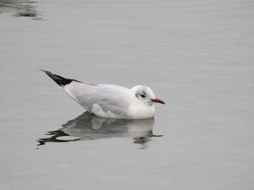 Free stock photo of bird, seagull Stock Photo