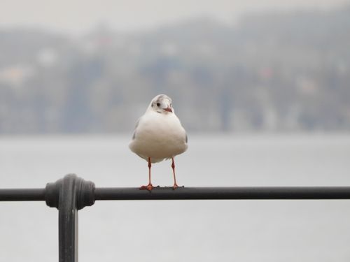 Free stock photo of bird, seagull Stock Photo
