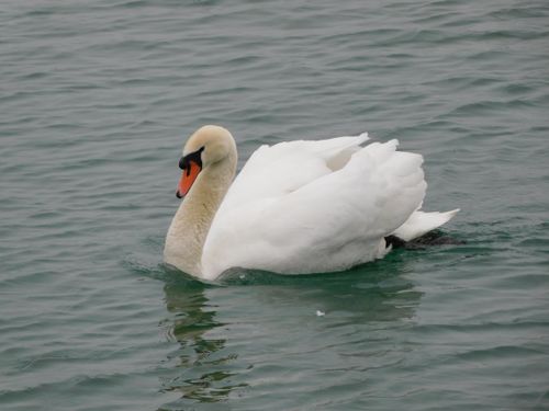 Free stock photo of bird, swan Stock Photo