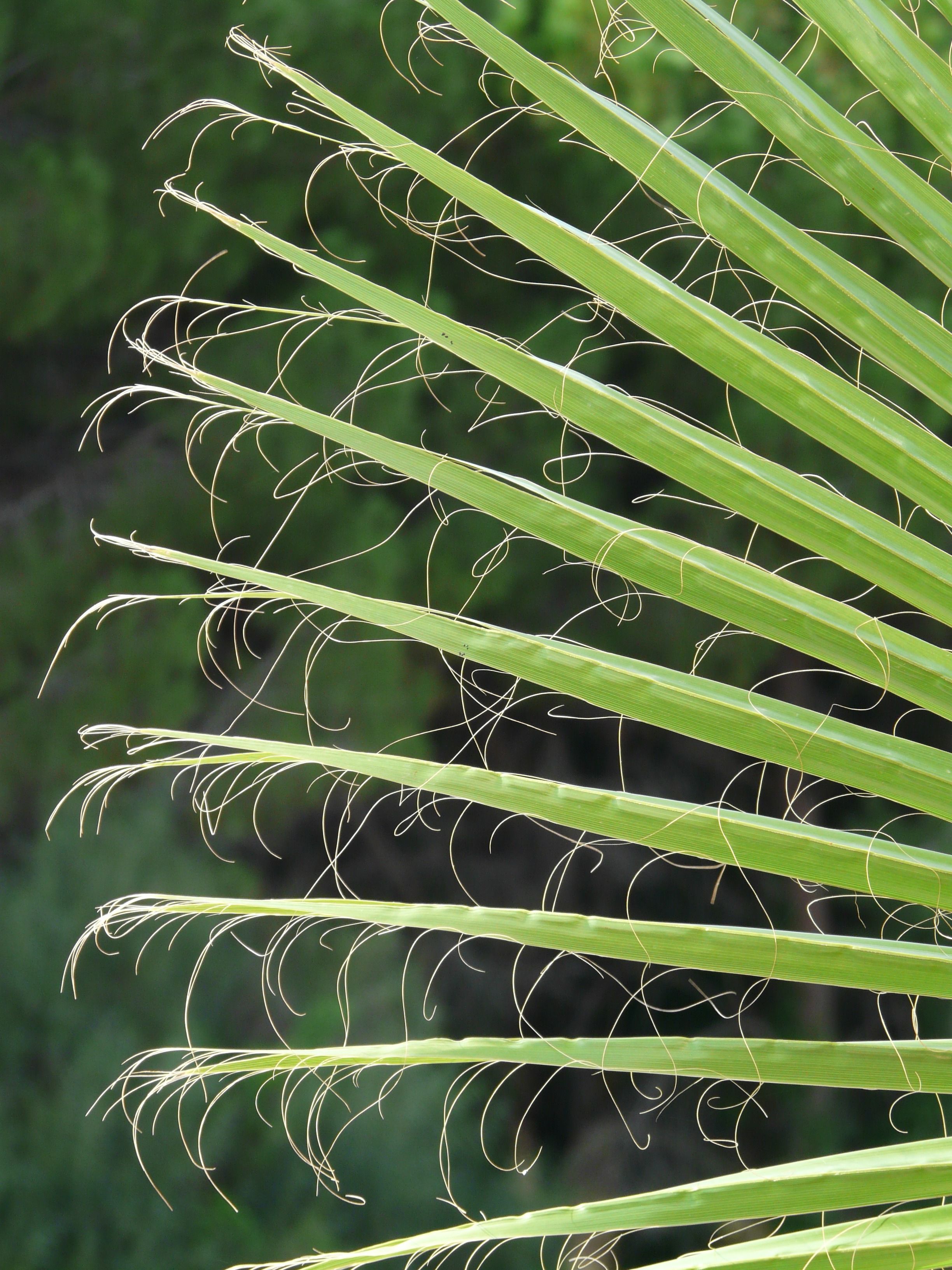 Kostenloses Foto zum Thema arecaceae, blätter, coryphoideae