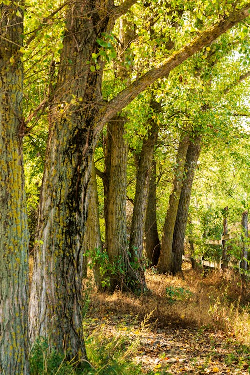 Foto profissional grátis de árvores, campo, casca