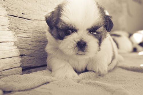 White and Black Fur Puppy on Gray Blanket