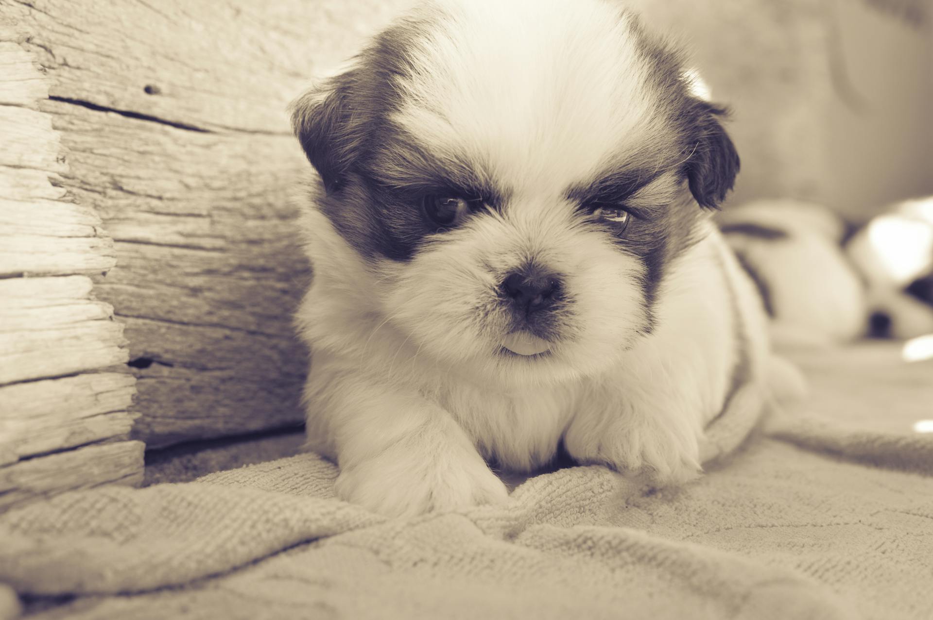 White and Black Fur Puppy on Gray Blanket