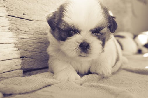 Cute fluffy Shih Tzu puppy lying on a blanket outdoors, captured in a warm vintage style.
