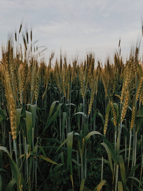 Fotos de stock gratuitas de agrícola, agricultura, campo de trigo