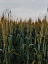 A Wheat Field Under the Cloudy Sky
