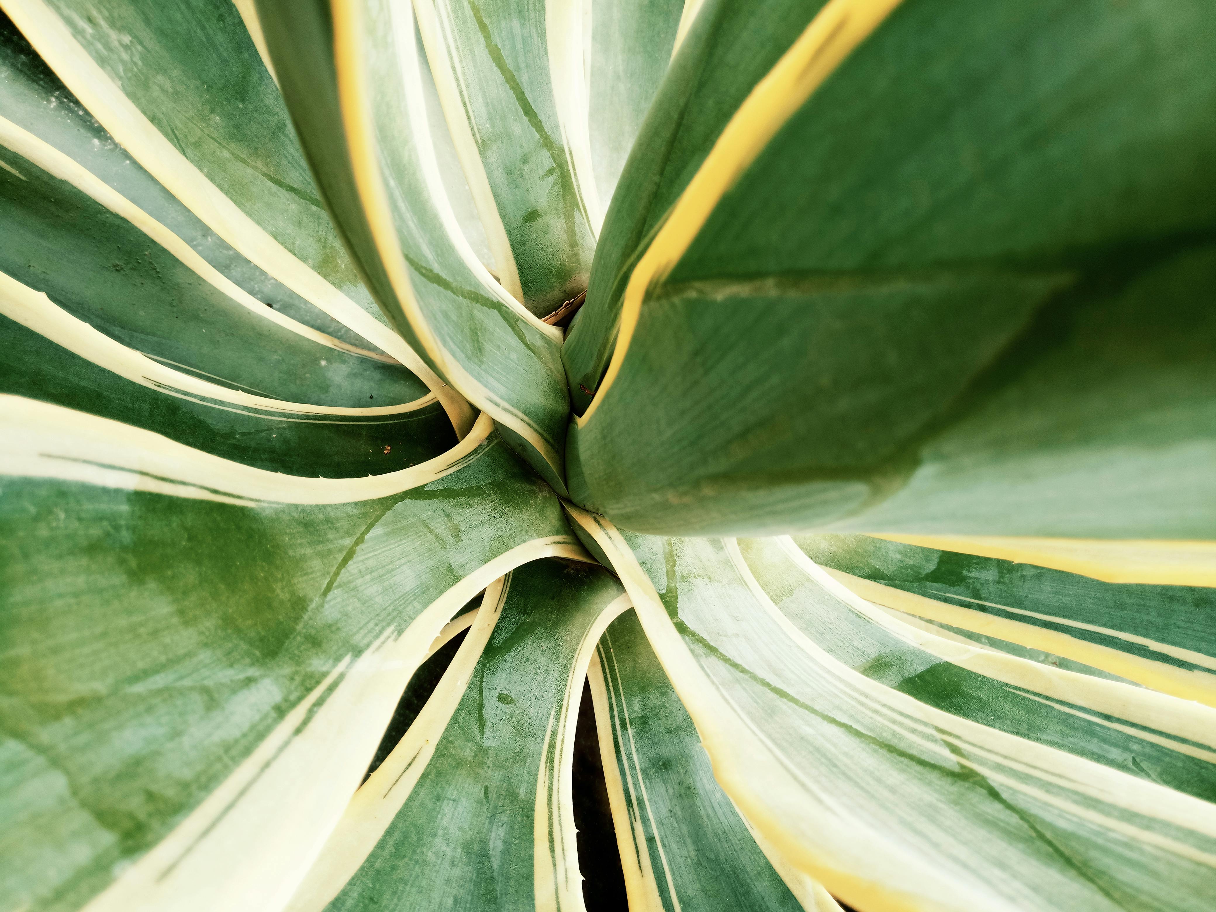 A striking close-up of an agave plant showcasing its textured green and yellow leaves in a spiral pattern.