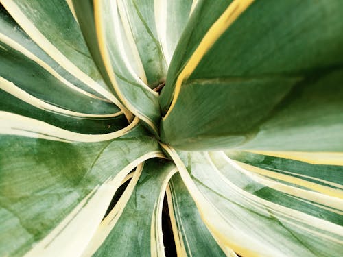 A Close-up Shot of Green Leaves