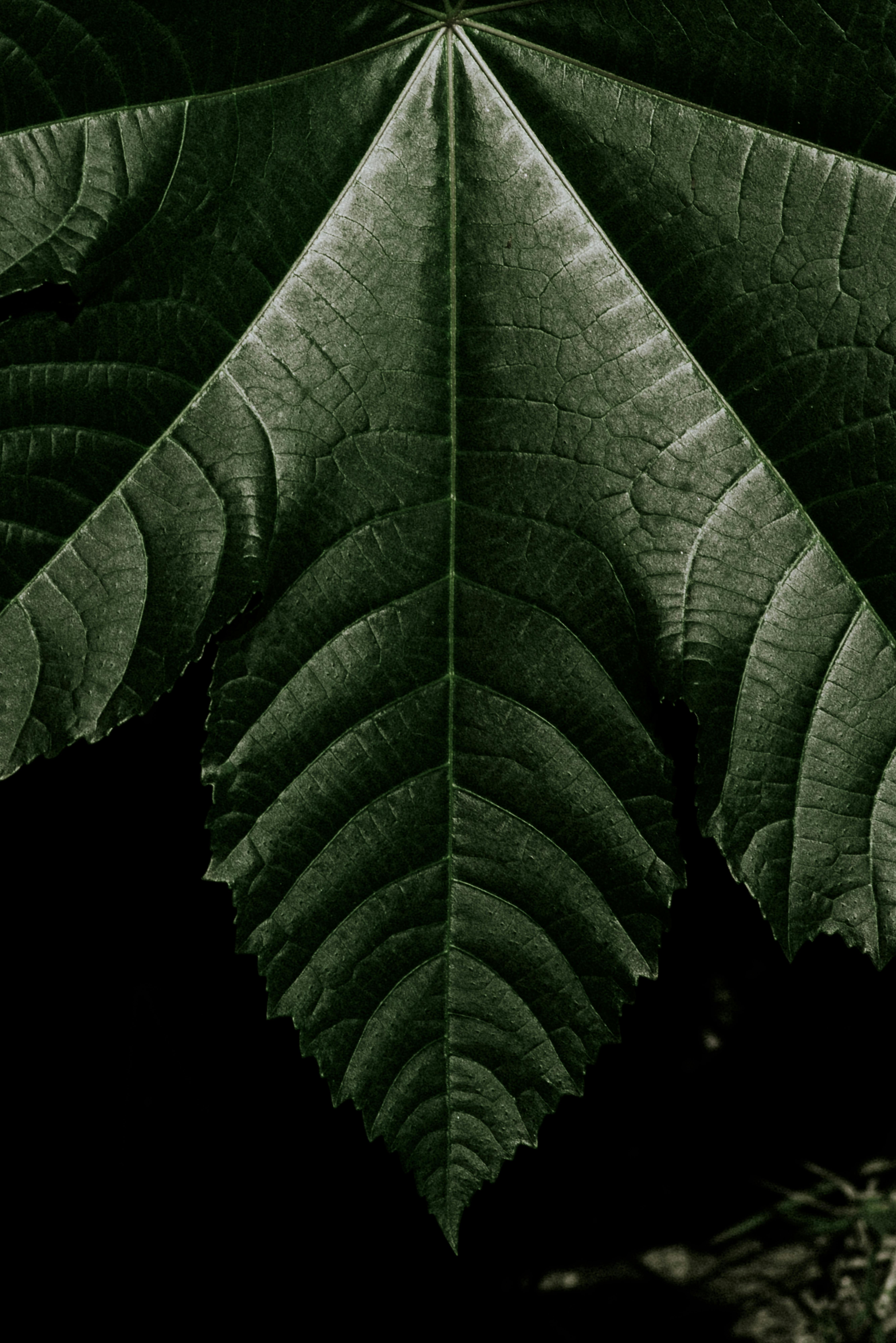 Detailed close-up of a lush green tropical leaf with visible veins, ideal for nature themes.