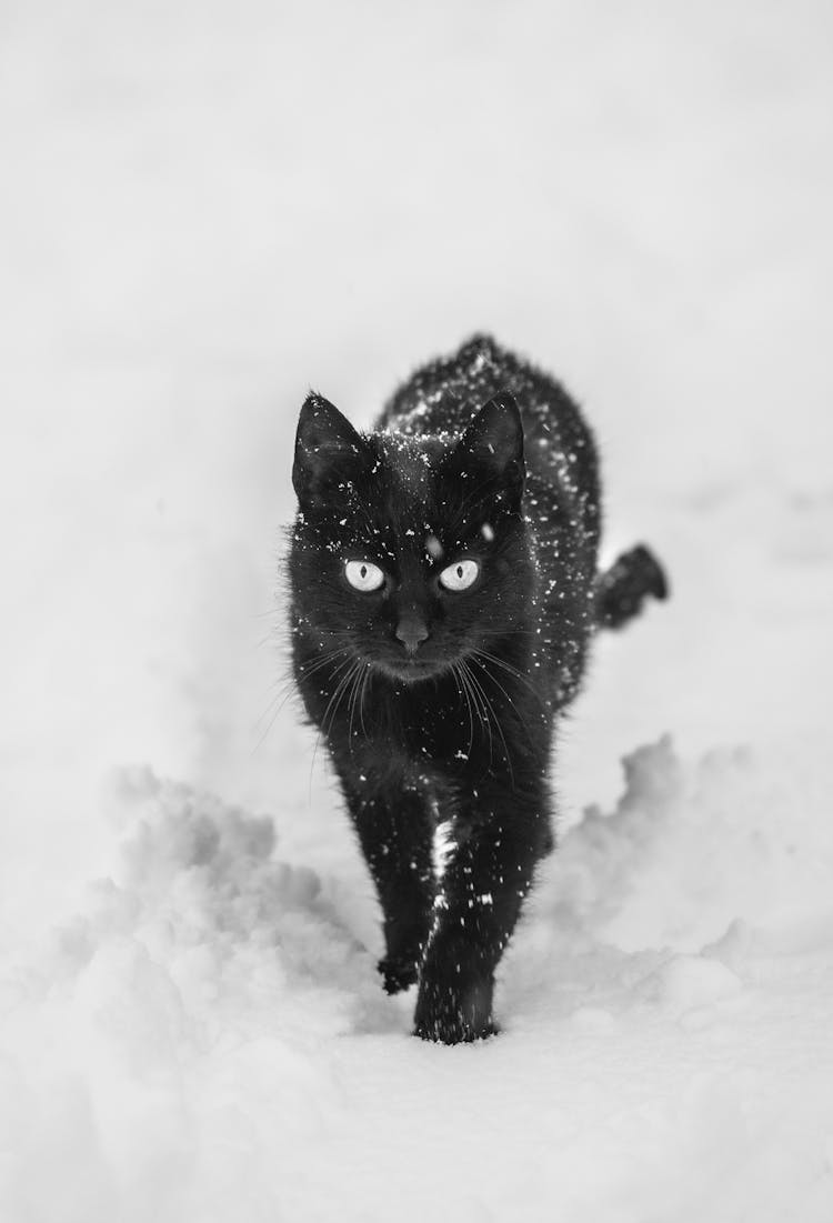 Black Cat Walking In Snow