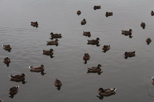 A Group of Brown and Black Ducks on Water